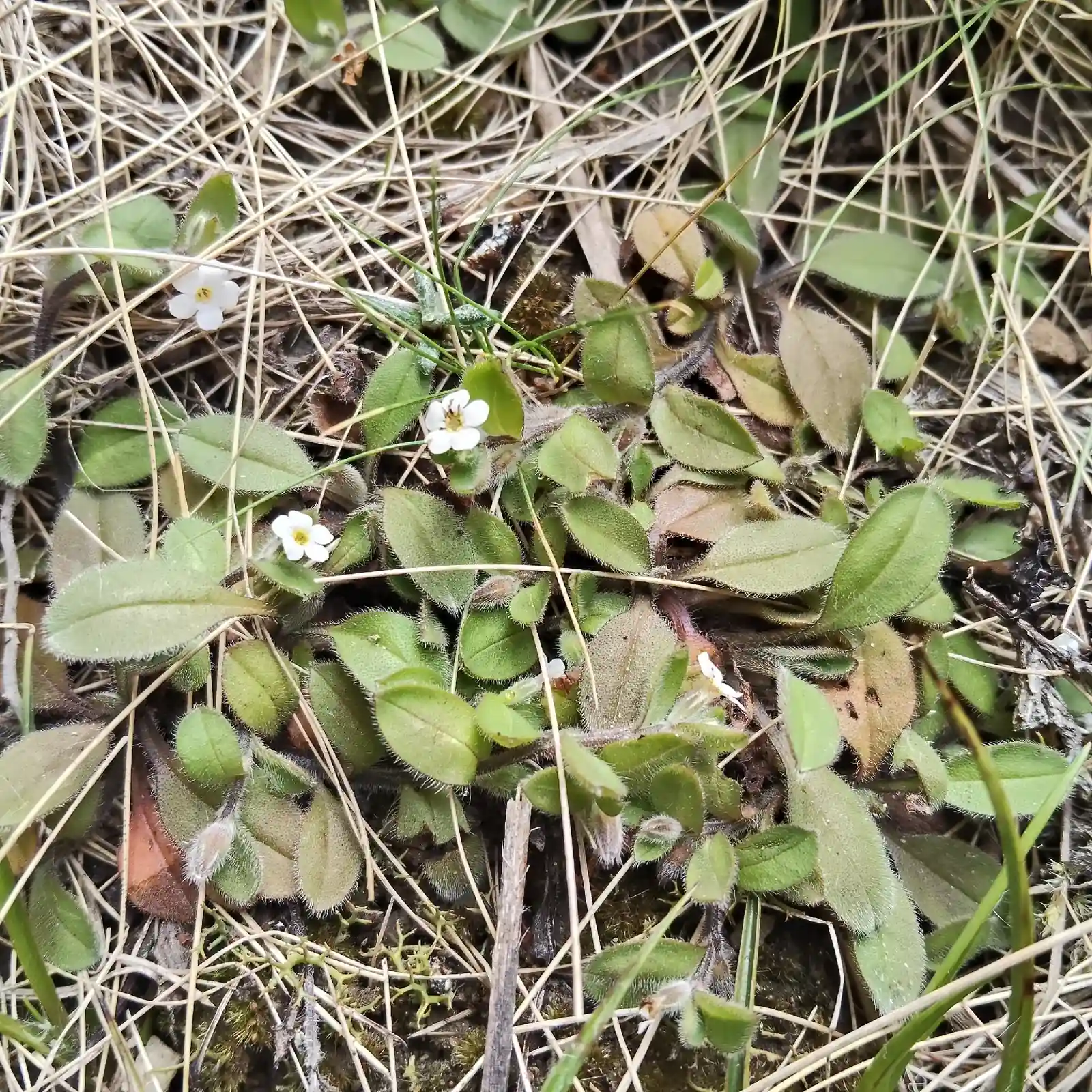 Myosotis Umbrosa Native Plant (Myosotis umbrosa)