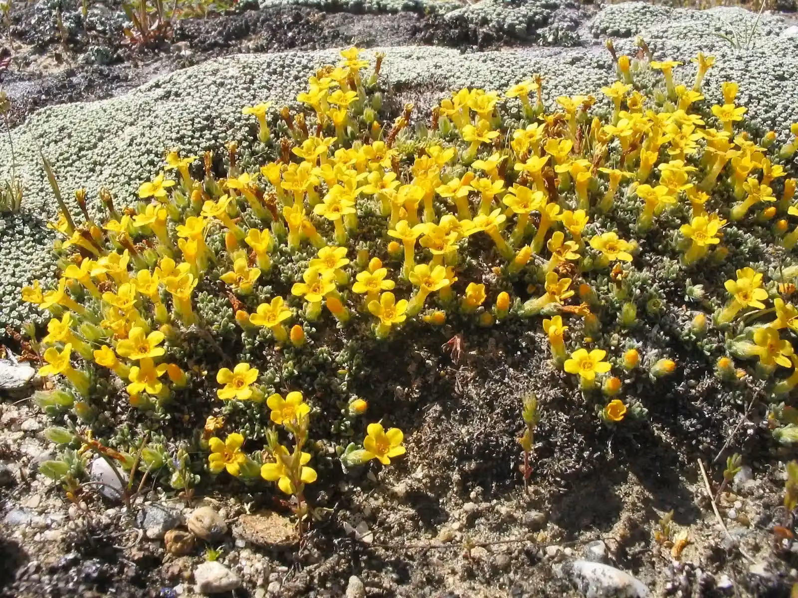 Myosotis Uniflora Native Plant (Myosotis uniflora)