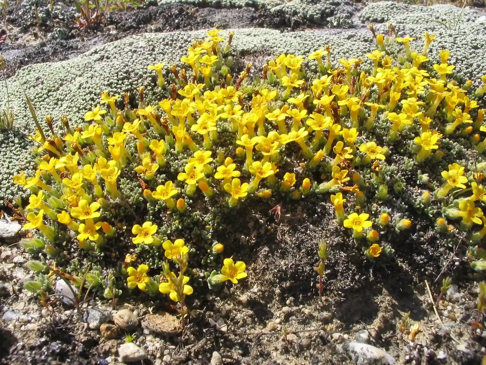 Myosotis Uniflora Native Plant (Myosotis uniflora)