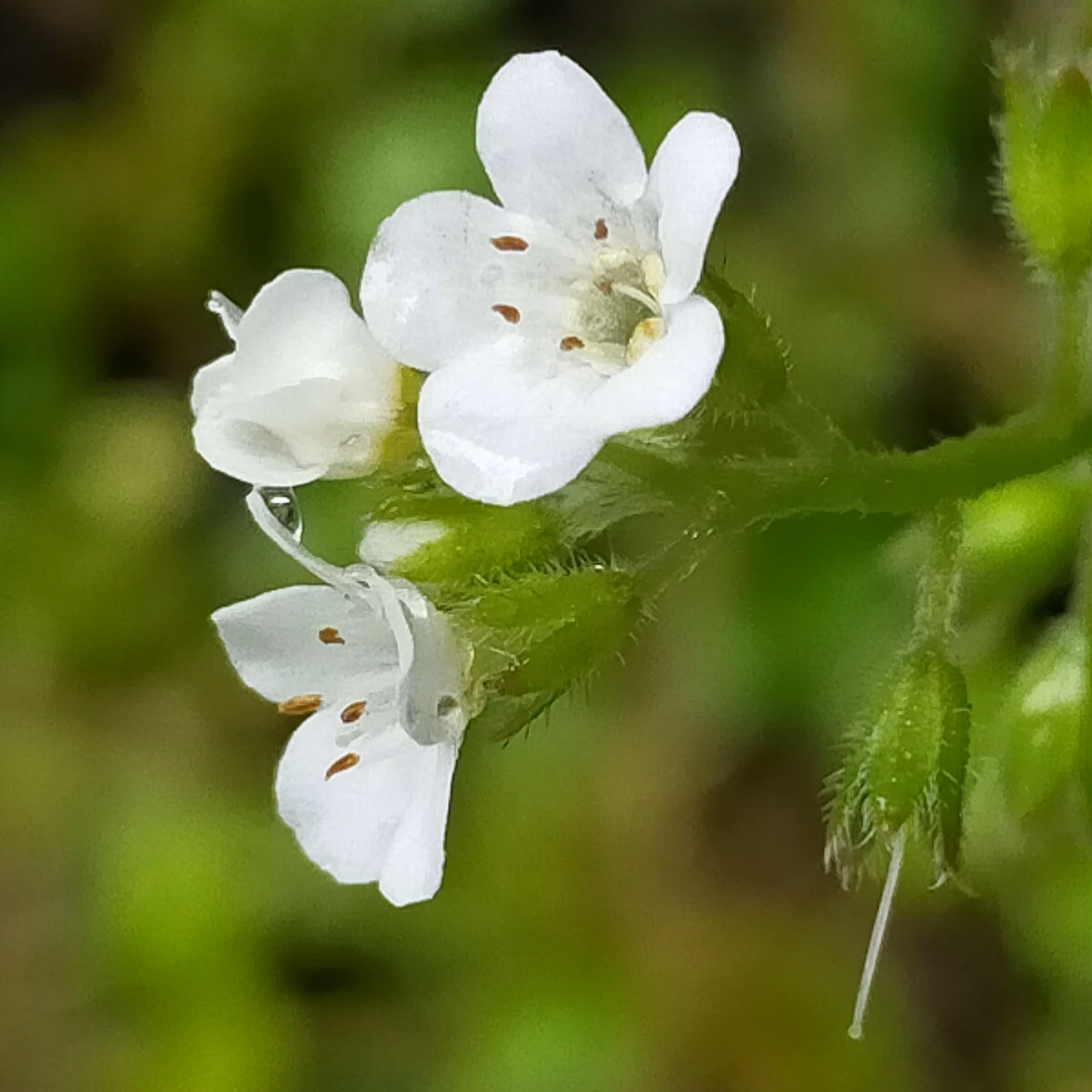 Myosotis Venosa Native Plant (Myosotis venosa)