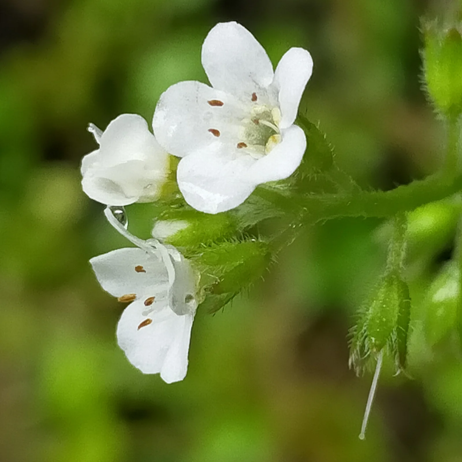 Myosotis Venosa Native Plant (Myosotis venosa)