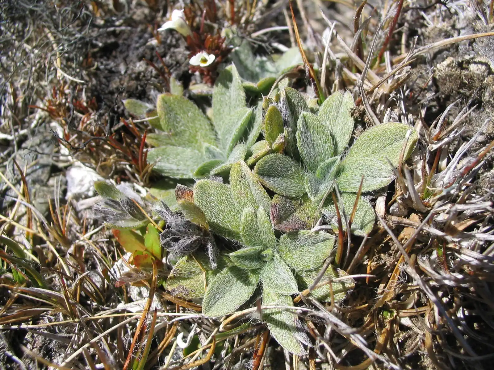 Myosotis Venticola Native Plant (Myosotis venticola)
