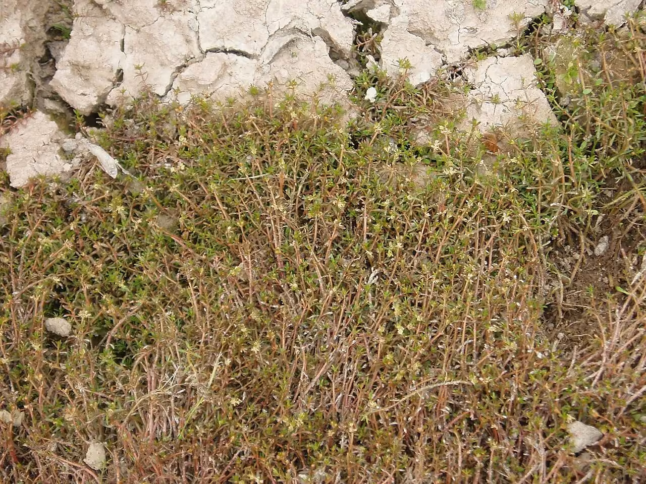 Myriophyllum propinquum (Myriophyllum propinquum)