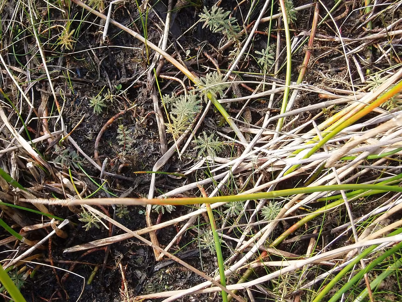 Myriophyllum robustum (Myriophyllum robustum)