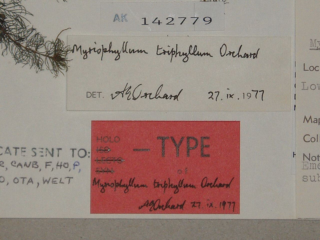 Myriophyllum triphyllum (Myriophyllum triphyllum)