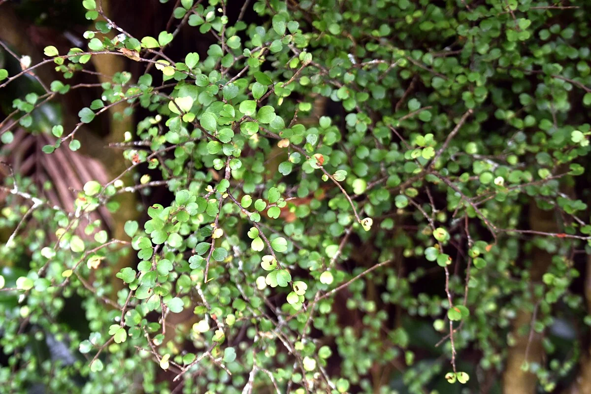 Myrsine aquilonia with glossy green leaves and dark berries