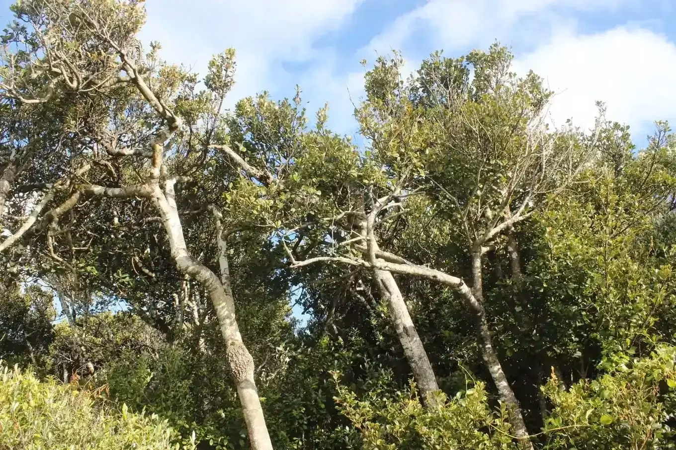 Chatham Island Māpou (Myrsine chathamica)