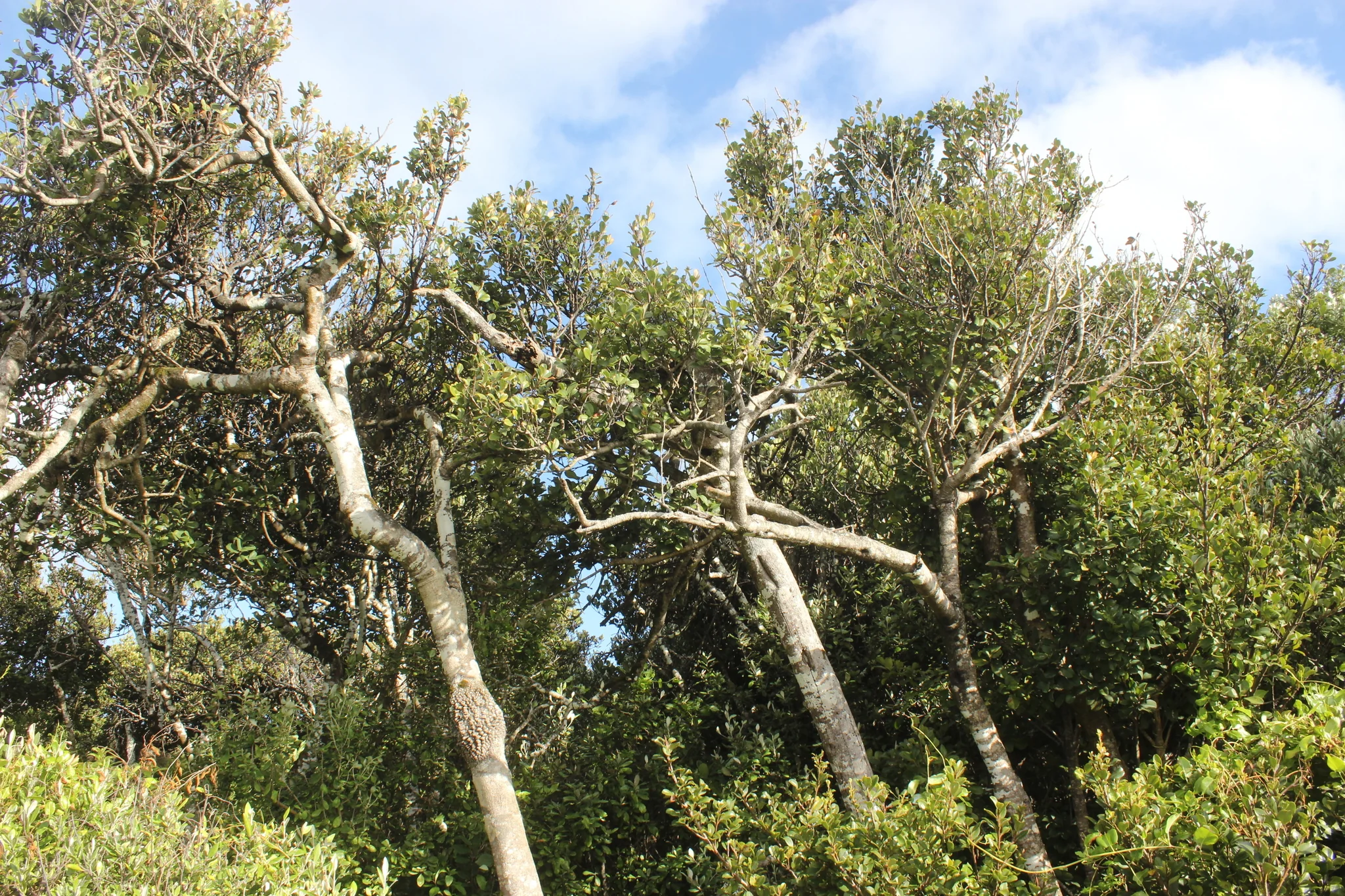 Myrsine chathamica with glossy leaves and dark berries