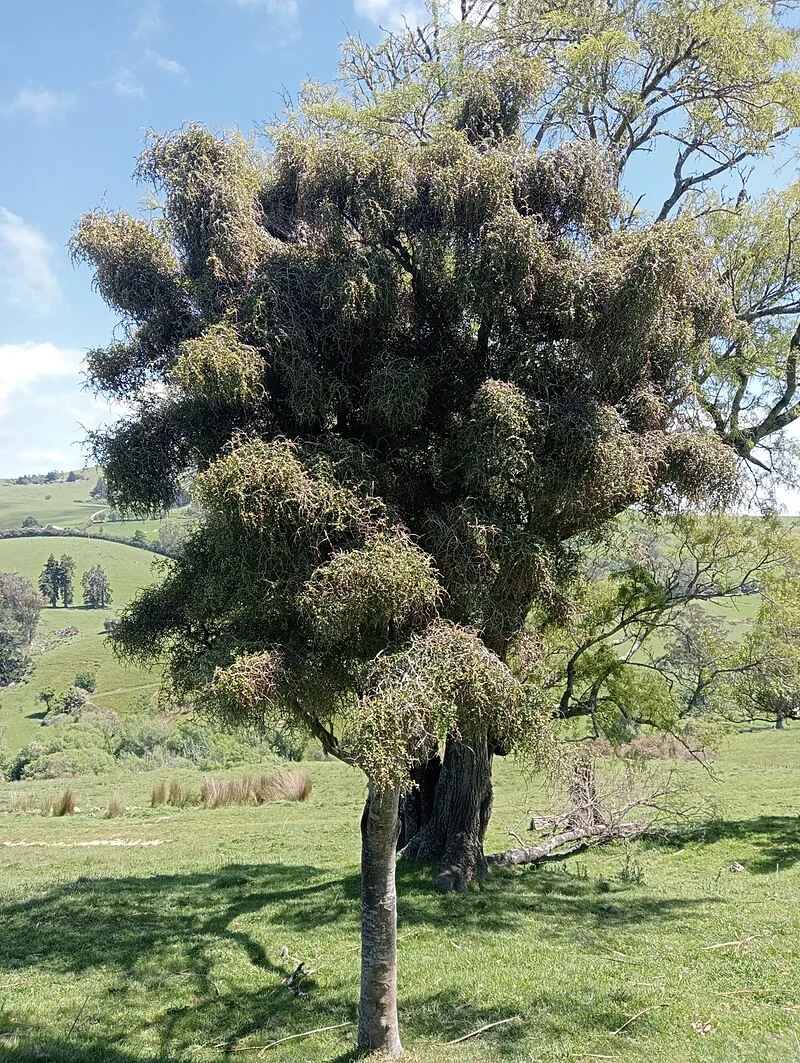 Weeping Matipo (Myrsine divaricata) hero image