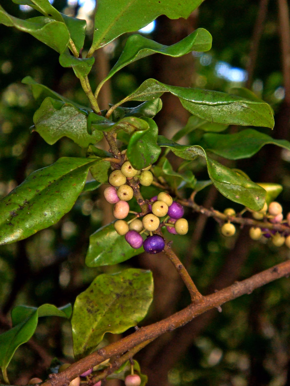 Myrsine Kermadecensis Native Plant (Myrsine kermadecensis)