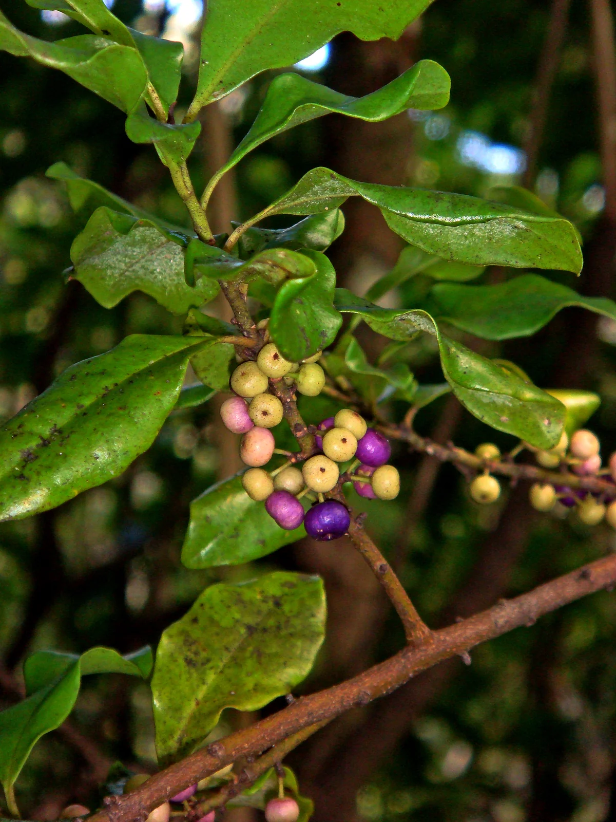 Myrsine Kermadecensis Native Plant (Myrsine kermadecensis)