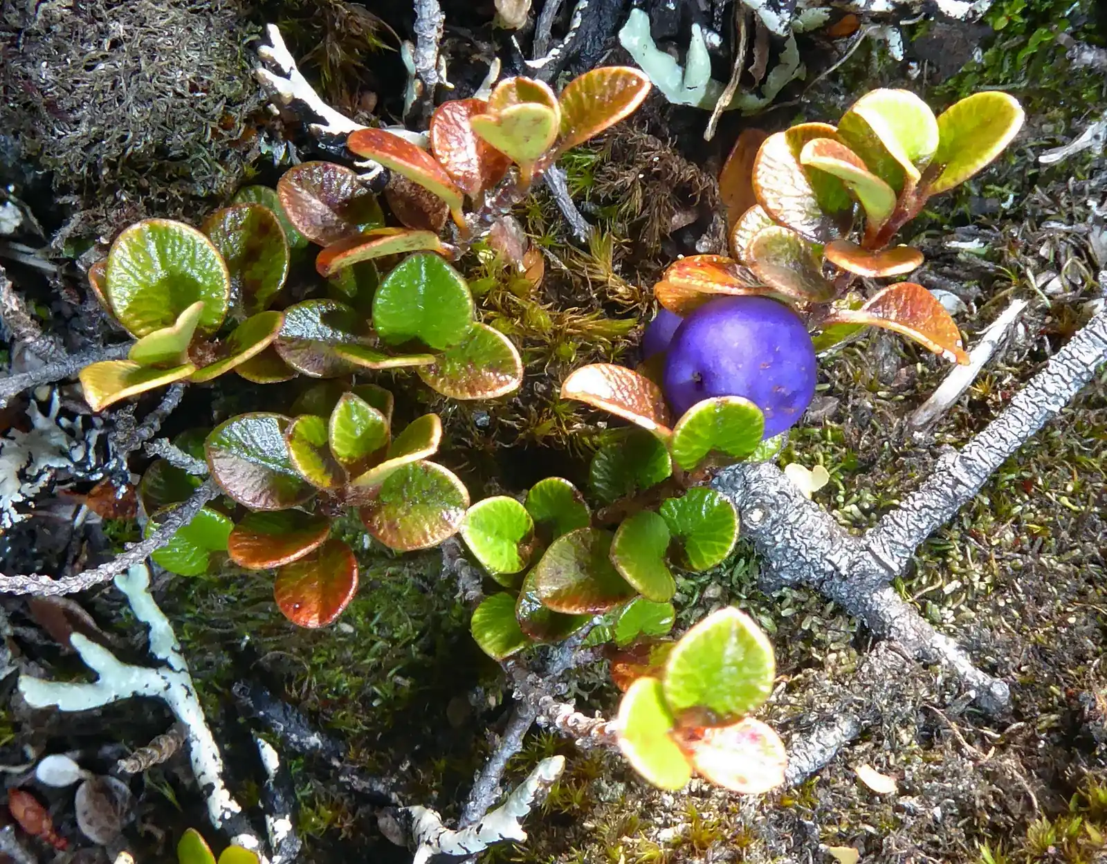 Myrsine Nummularia Native Plant (Myrsine nummularia)