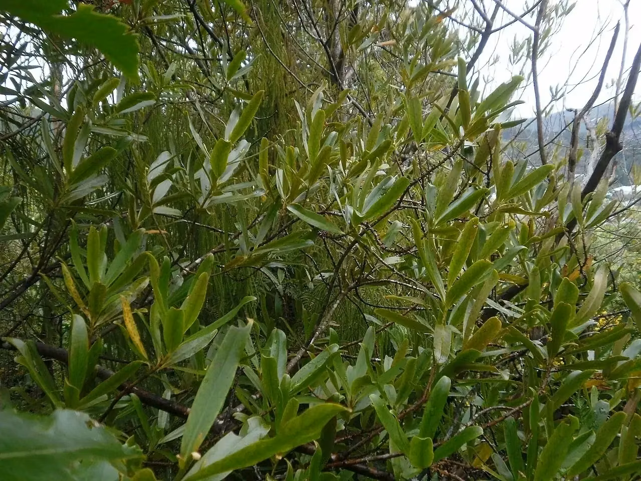 Toro (Myrsine salicina)