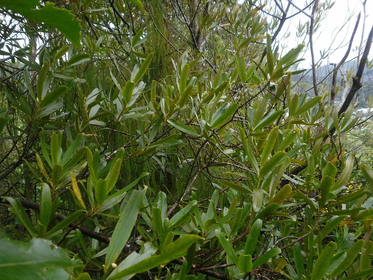 Toro (Myrsine salicina)