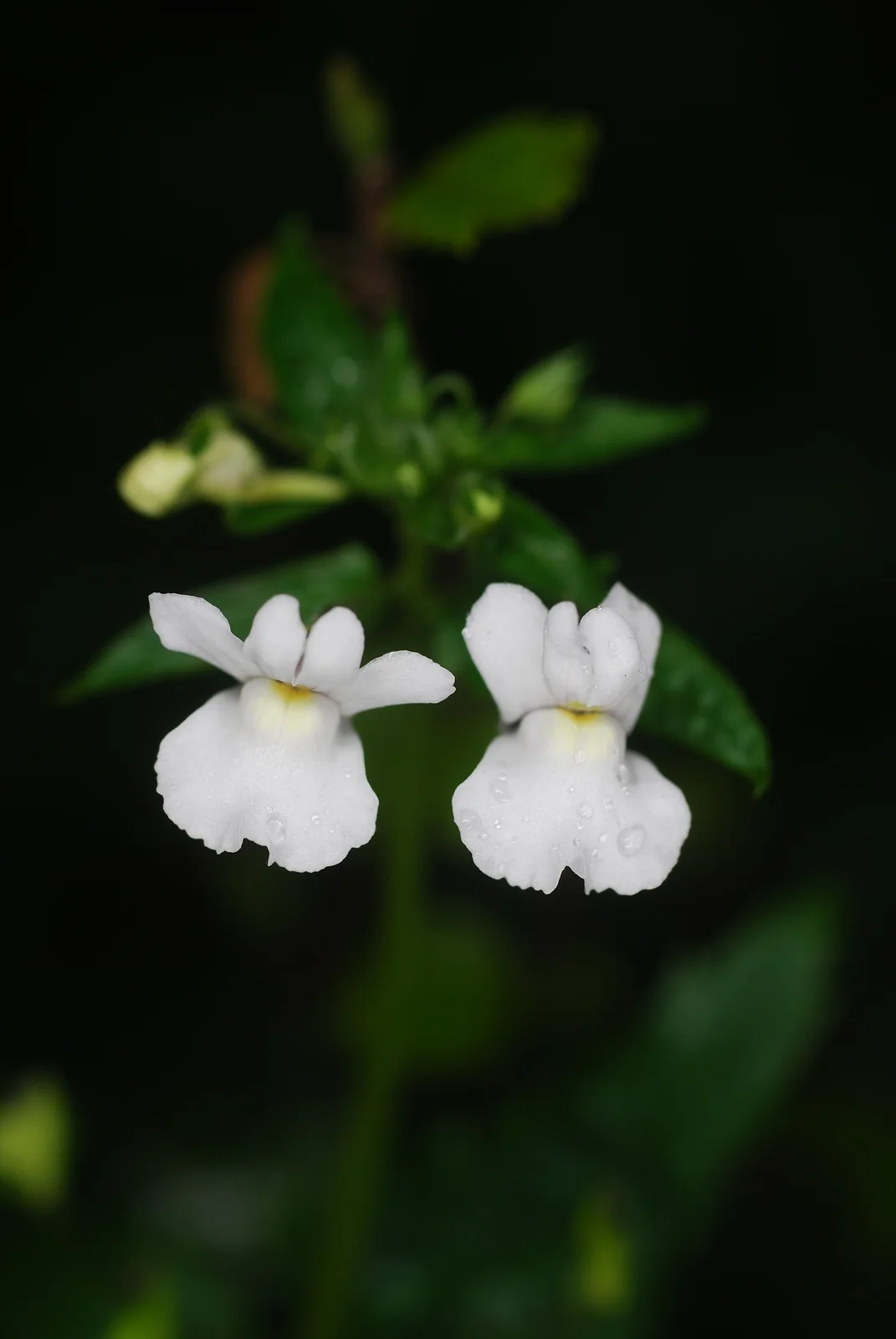 Nemesia Floribunda Native Plant (Nemesia floribunda)