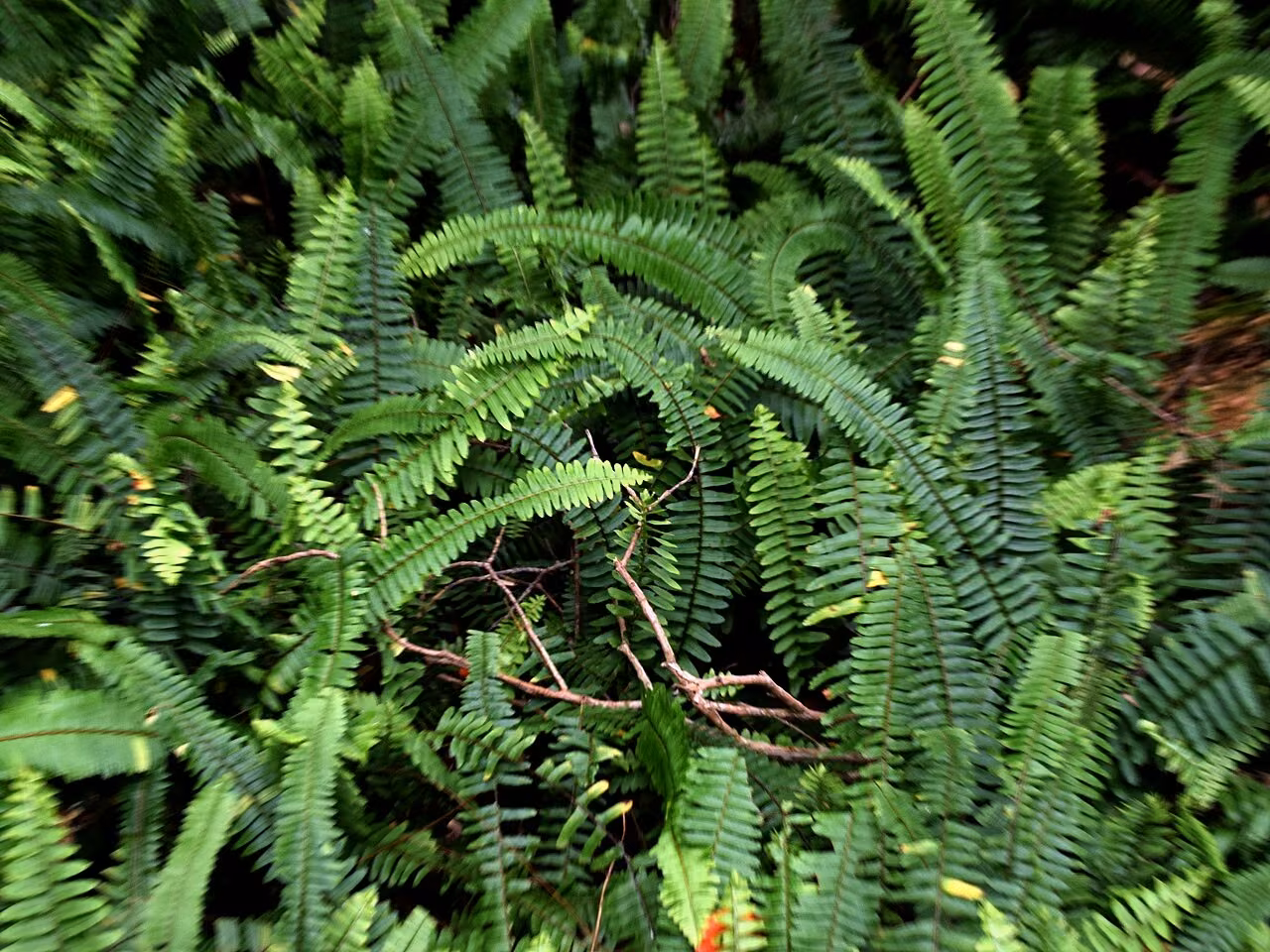 Nephrolepis flexuosa (Nephrolepis flexuosa)