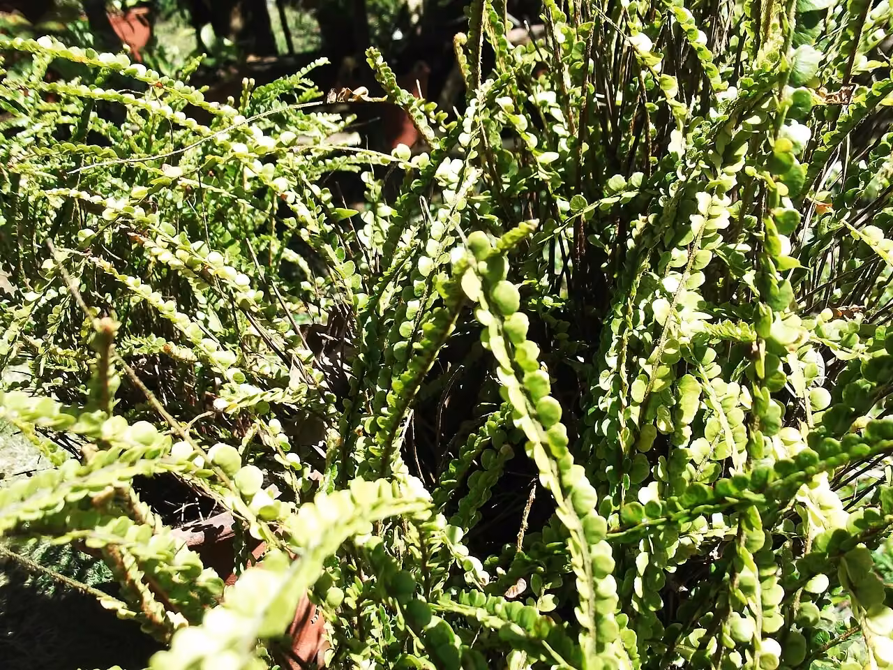 Nephrolepis hirsutula (Nephrolepis hirsutula)