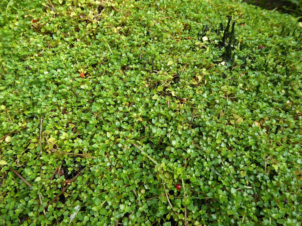 Nertera balfouriana (Nertera balfouriana)