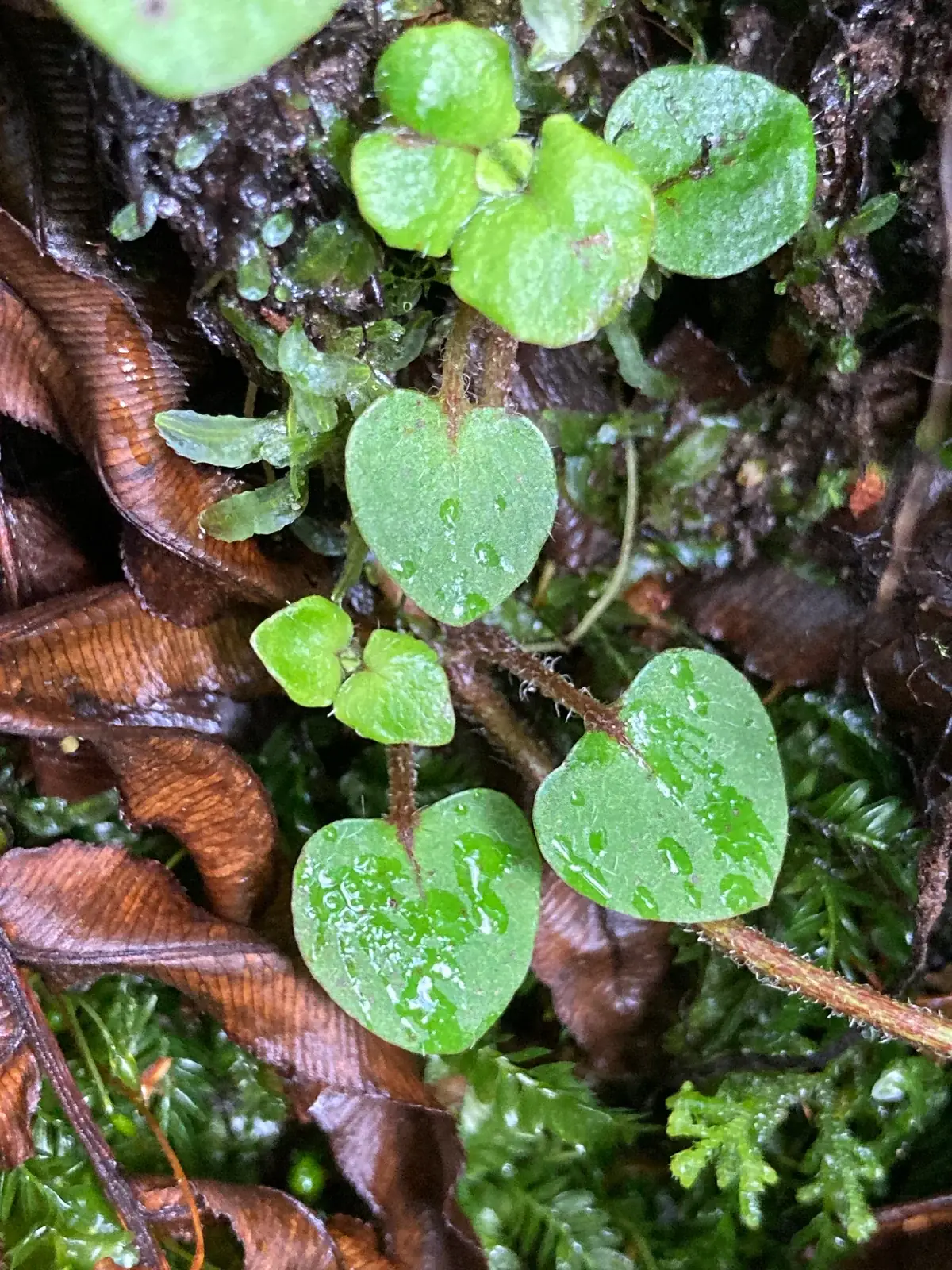 Nertera Villosa Native Plant (Nertera villosa)