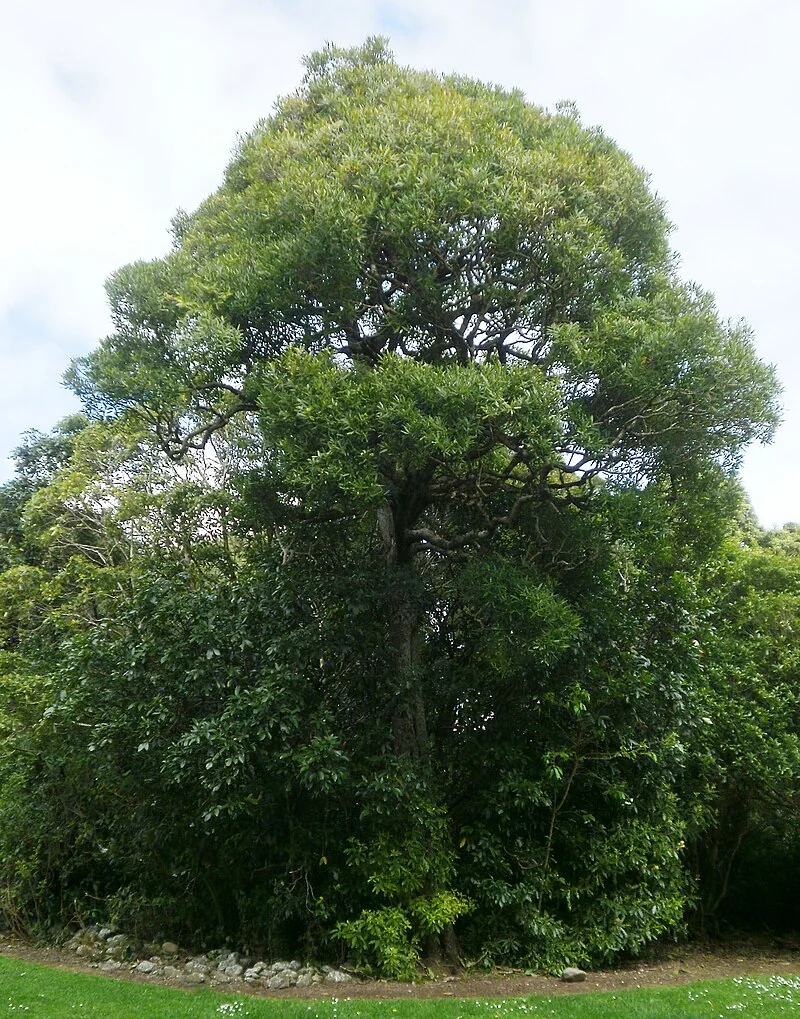 White Maire (Nestegis lanceolata) hero image