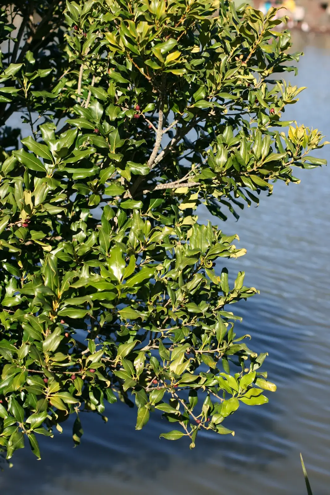 Notelaea Apetala Native Plant (Notelaea apetala)