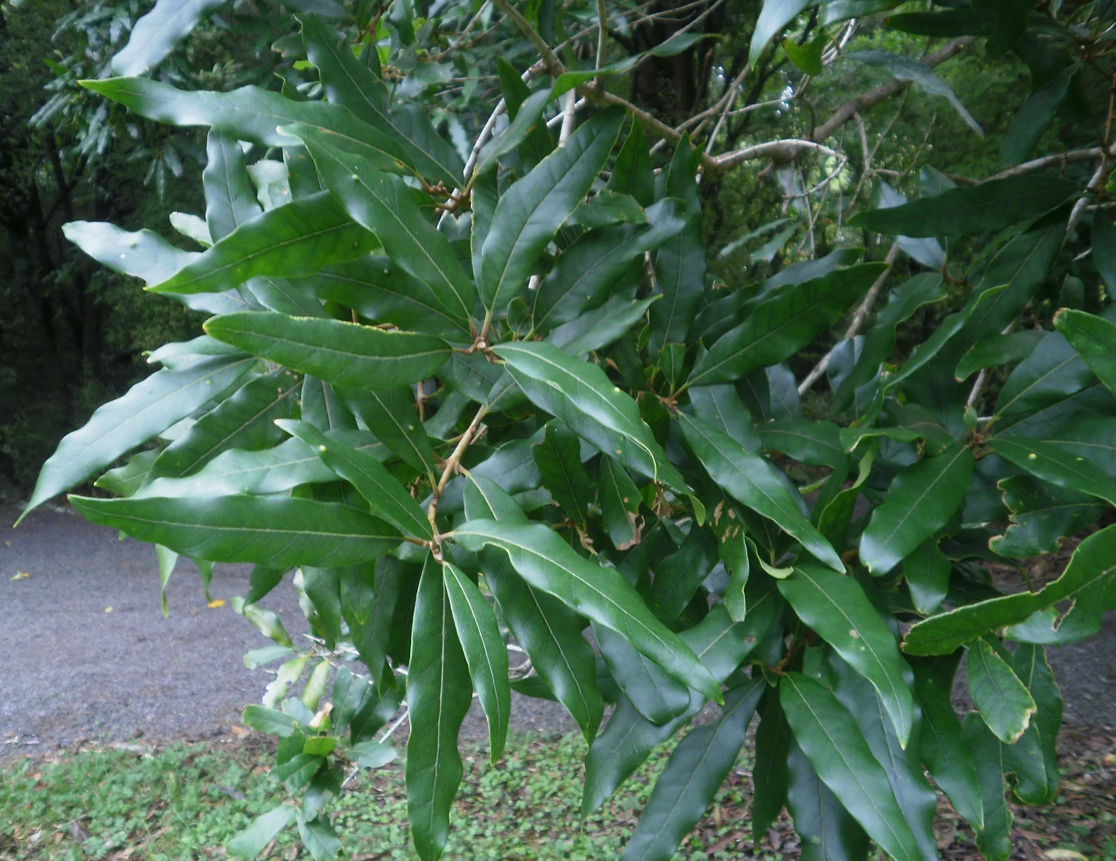 Notelaea Cunninghamii Native Plant (Notelaea cunninghamii)