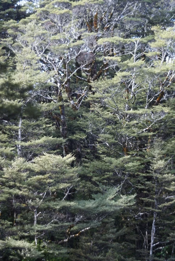 Nothofagus Cliffortioides Native Plant (Nothofagus cliffortioides)