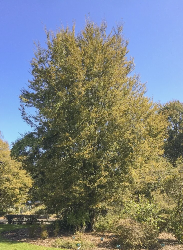 Nothofagus fusca hero image