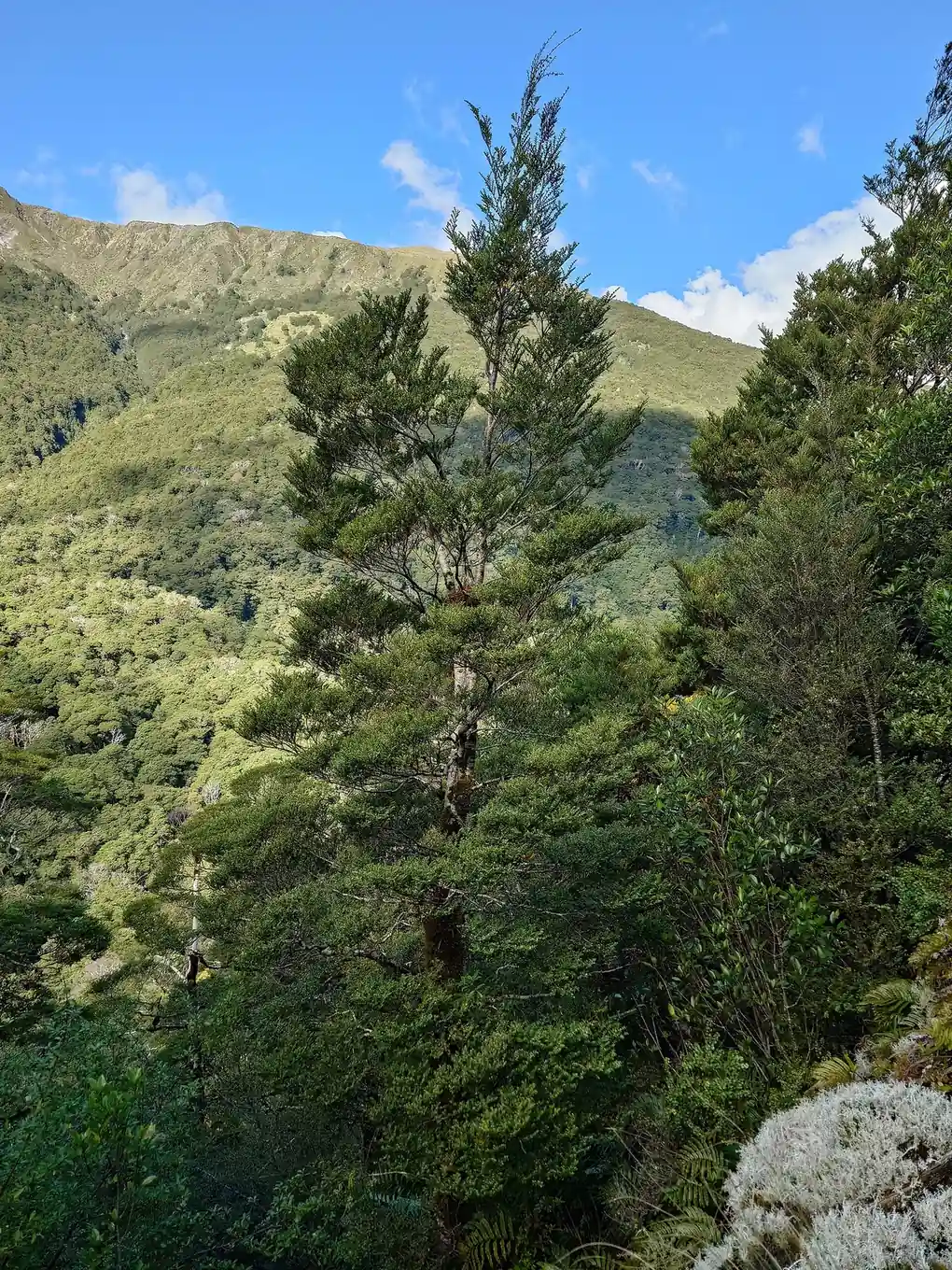 Nothofagus Menziesii Native Plant (Nothofagus menziesii)