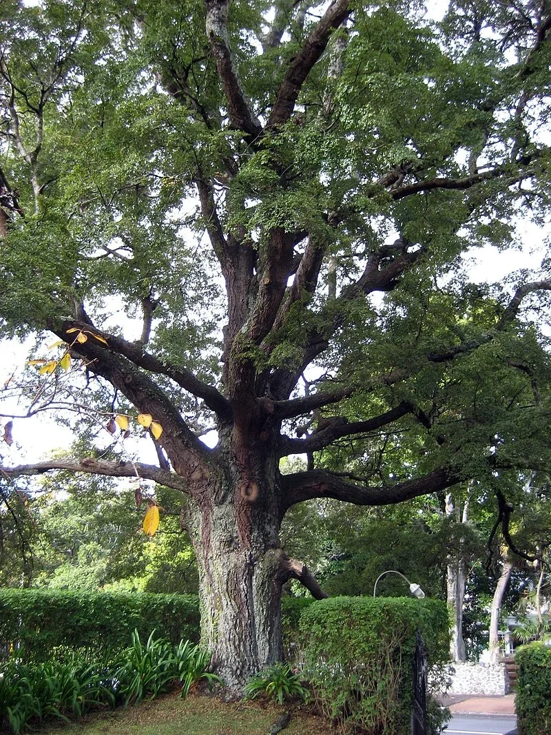 Black Beech (Nothofagus solandri)