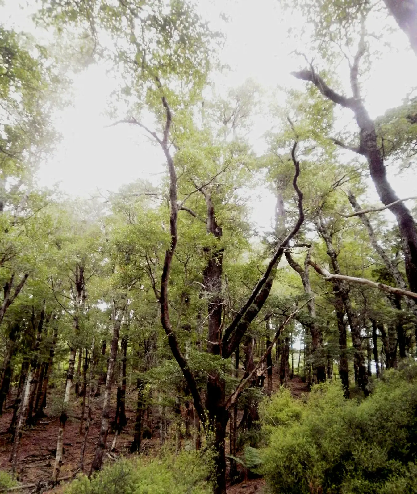 Nothofagus Truncata Native Plant (Nothofagus truncata)