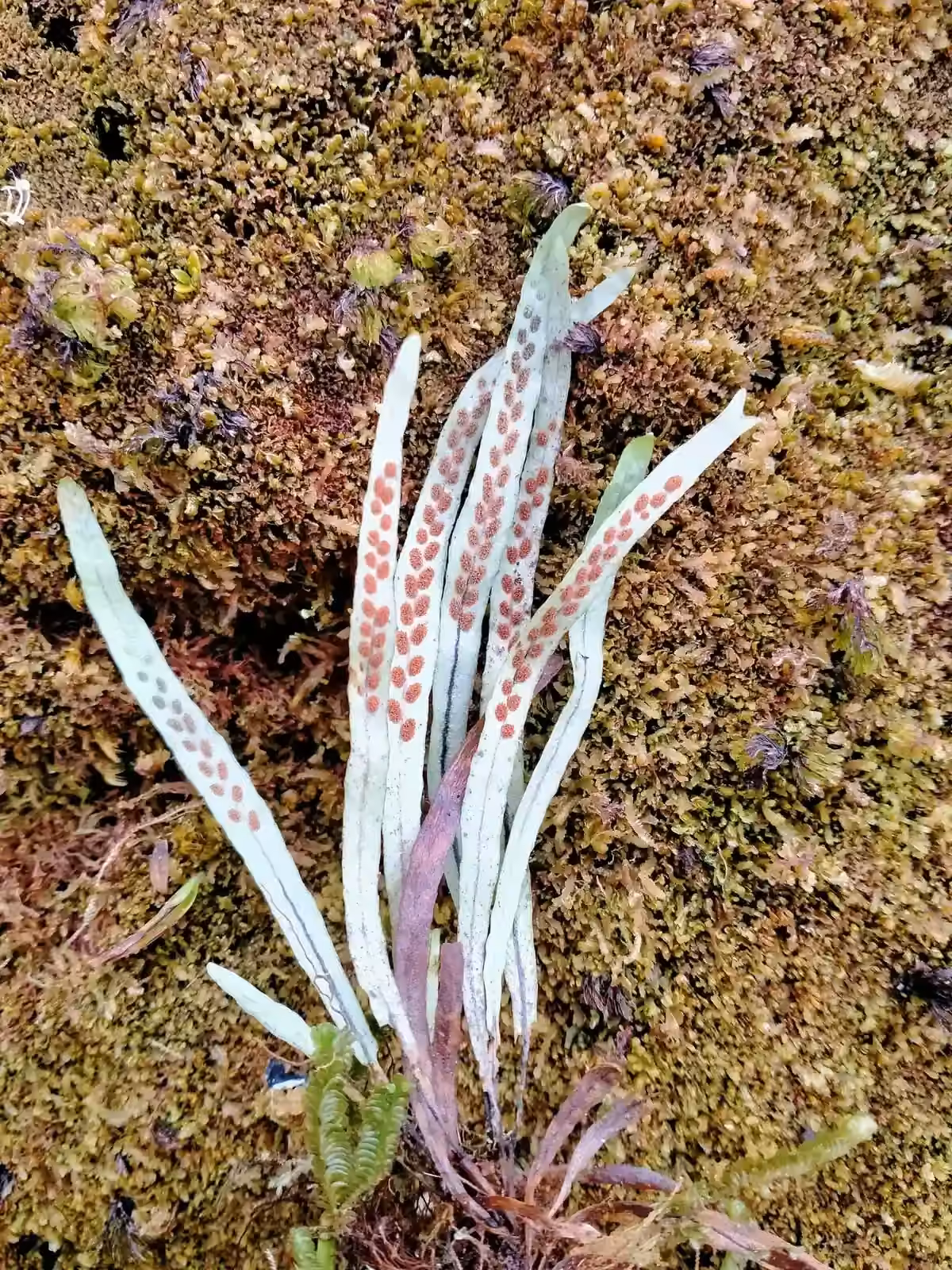 Notogrammitis Angustifolia Native Plant (Notogrammitis angustifolia)