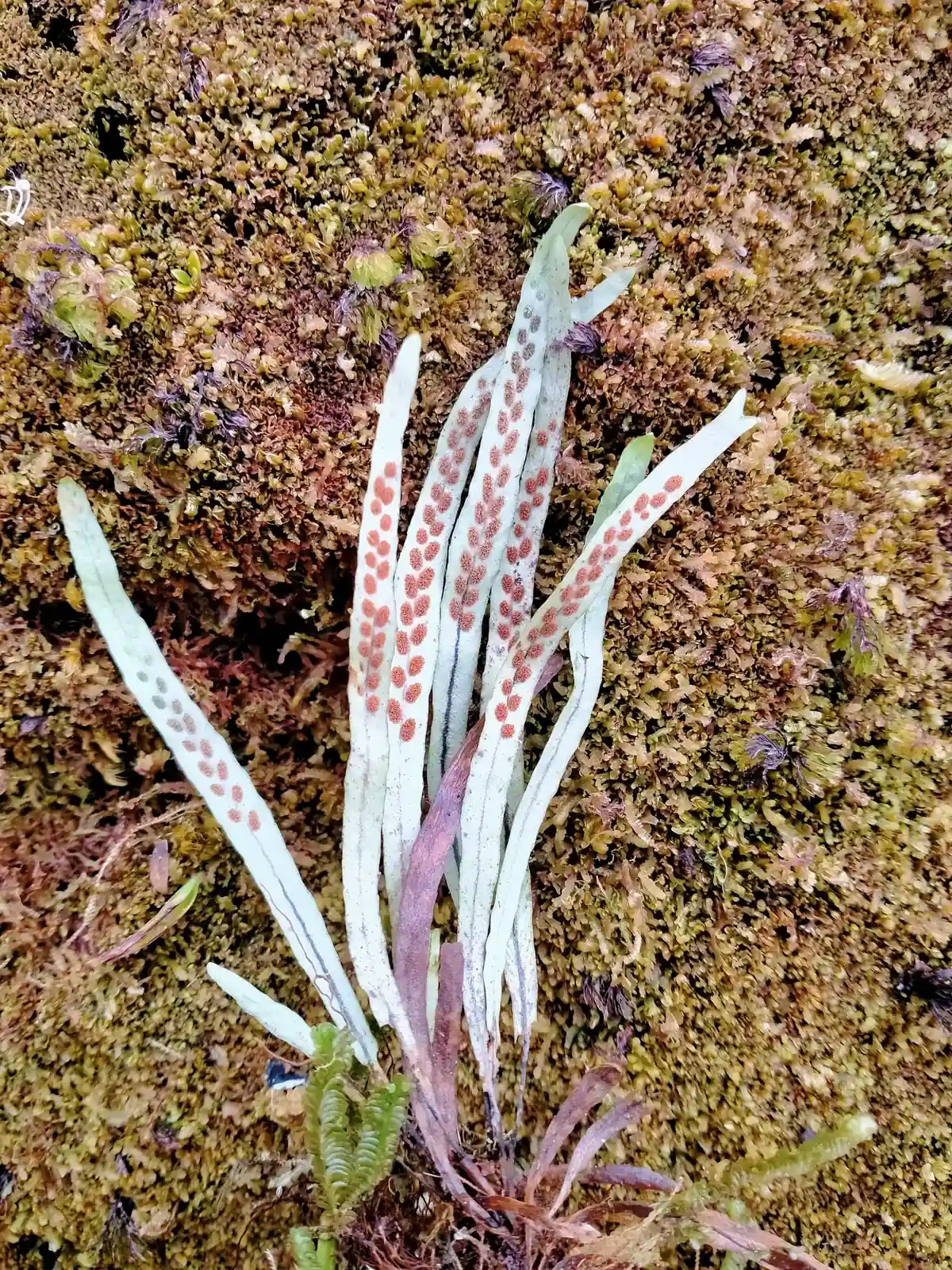 Notogrammitis Angustifolia Native Plant (Notogrammitis angustifolia)