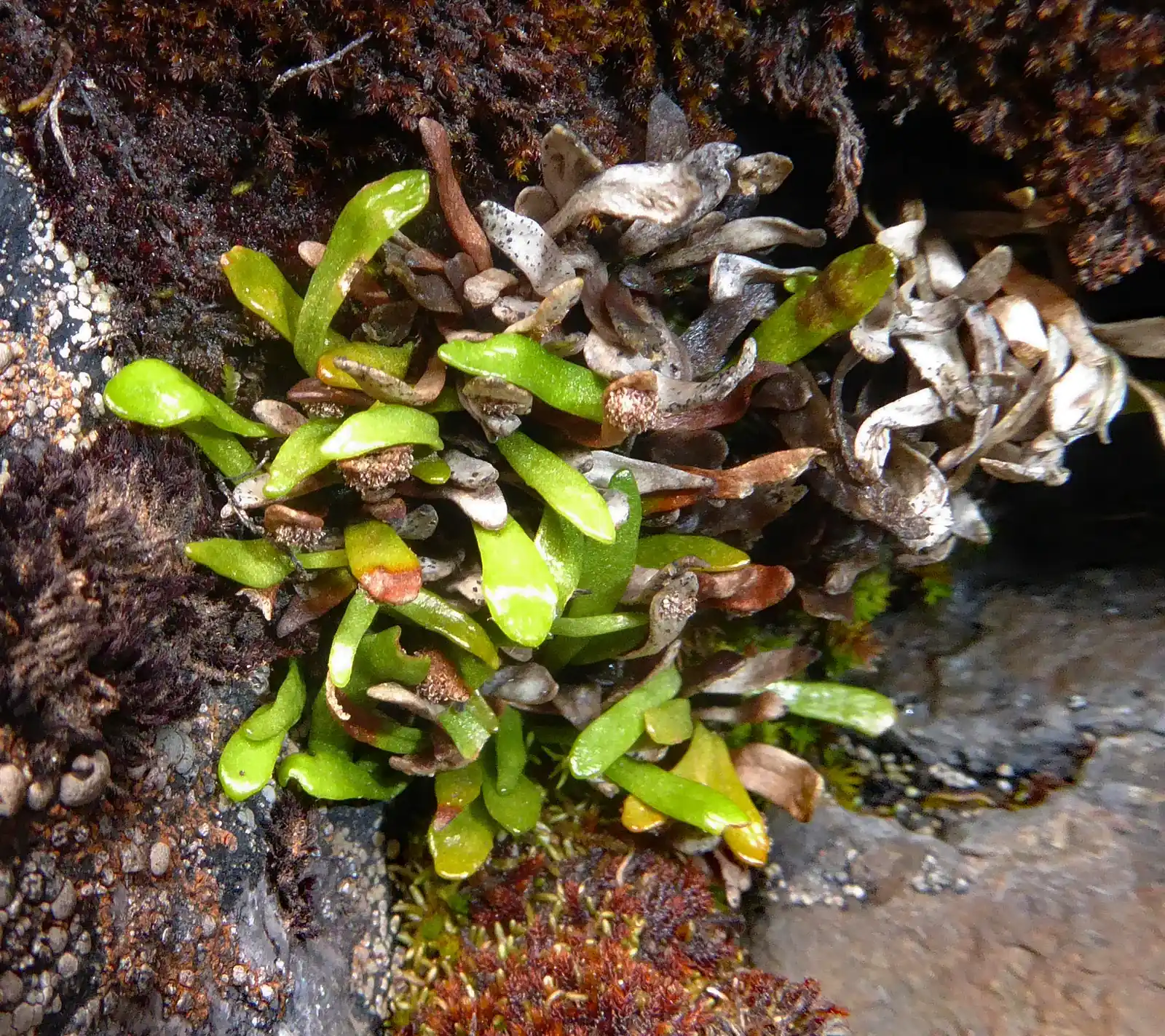 Notogrammitis Crassior Native Plant (Notogrammitis crassior)