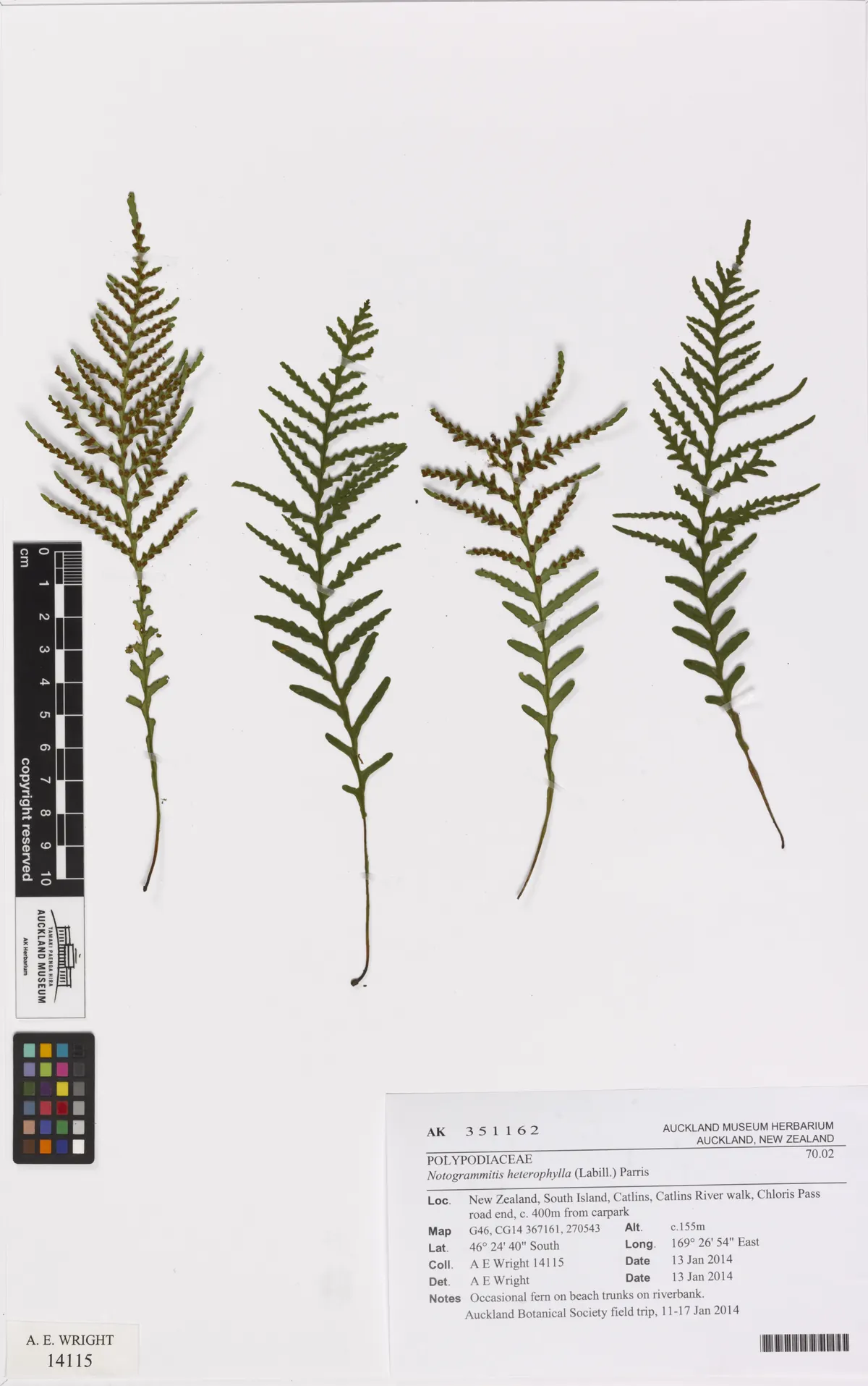 Comb Fern (Notogrammitis heterophylla)