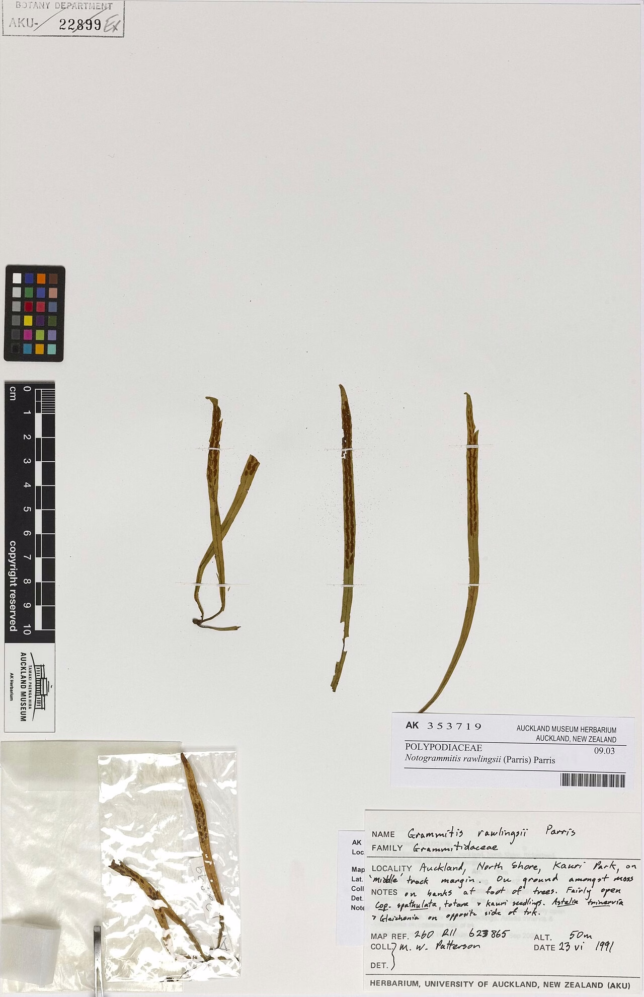 Strap Fern (Notogrammitis rawlingsii)