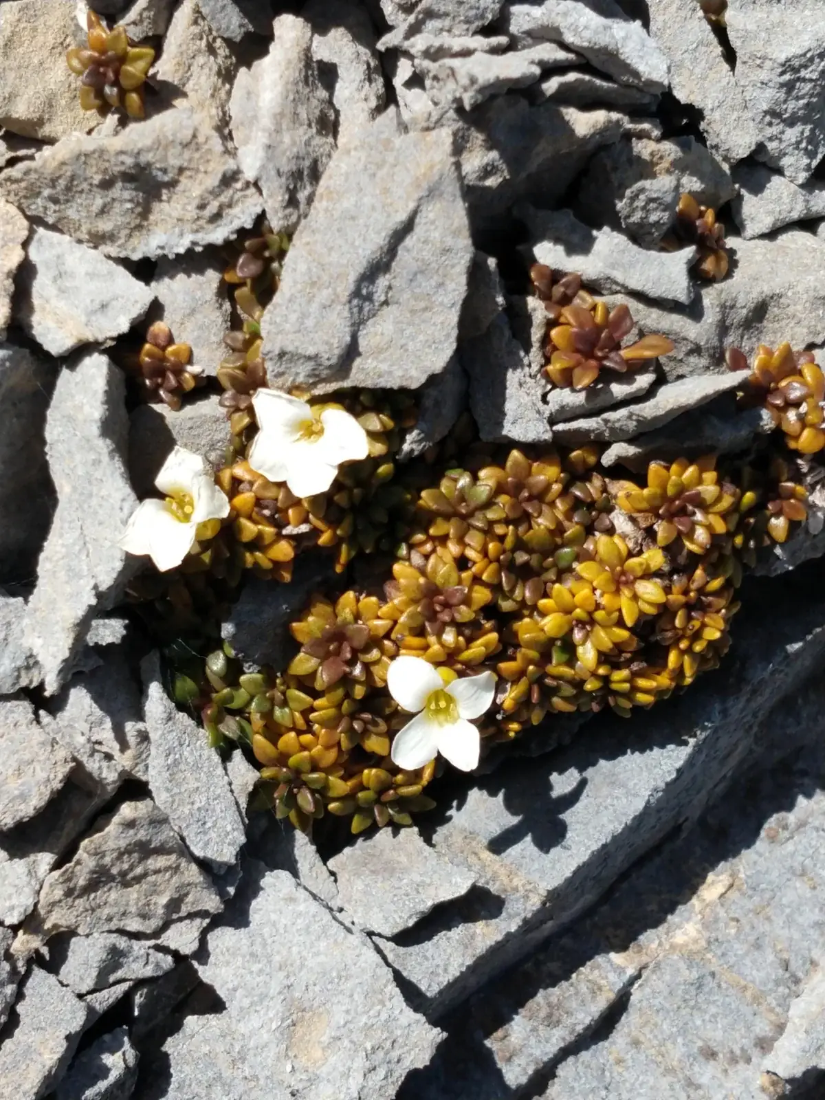 Notothlaspi Australe Native Plant (Notothlaspi australe)