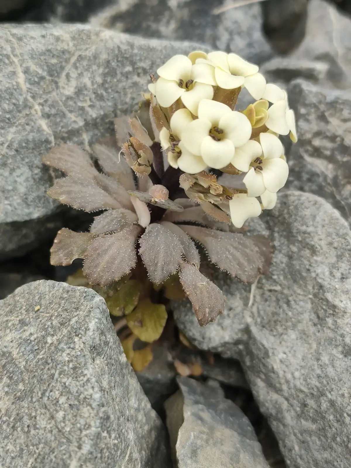 Notothlaspi Rosulatum Native Plant (Notothlaspi rosulatum)
