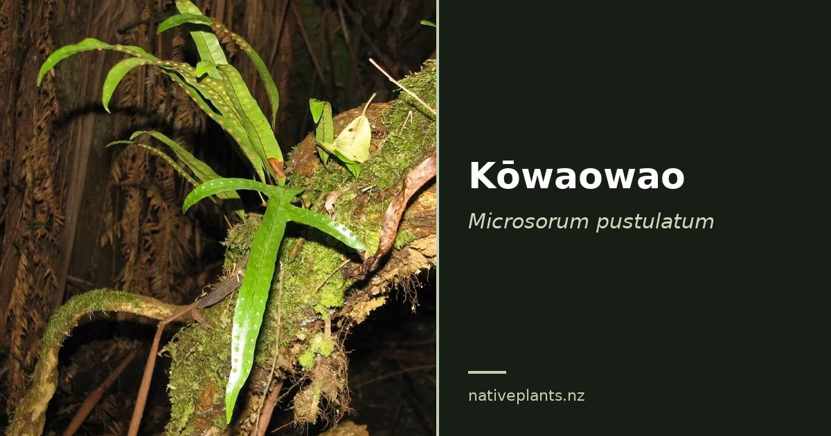 Kōwaowao (Microsorum pustulatum) | NZ Native Plants
