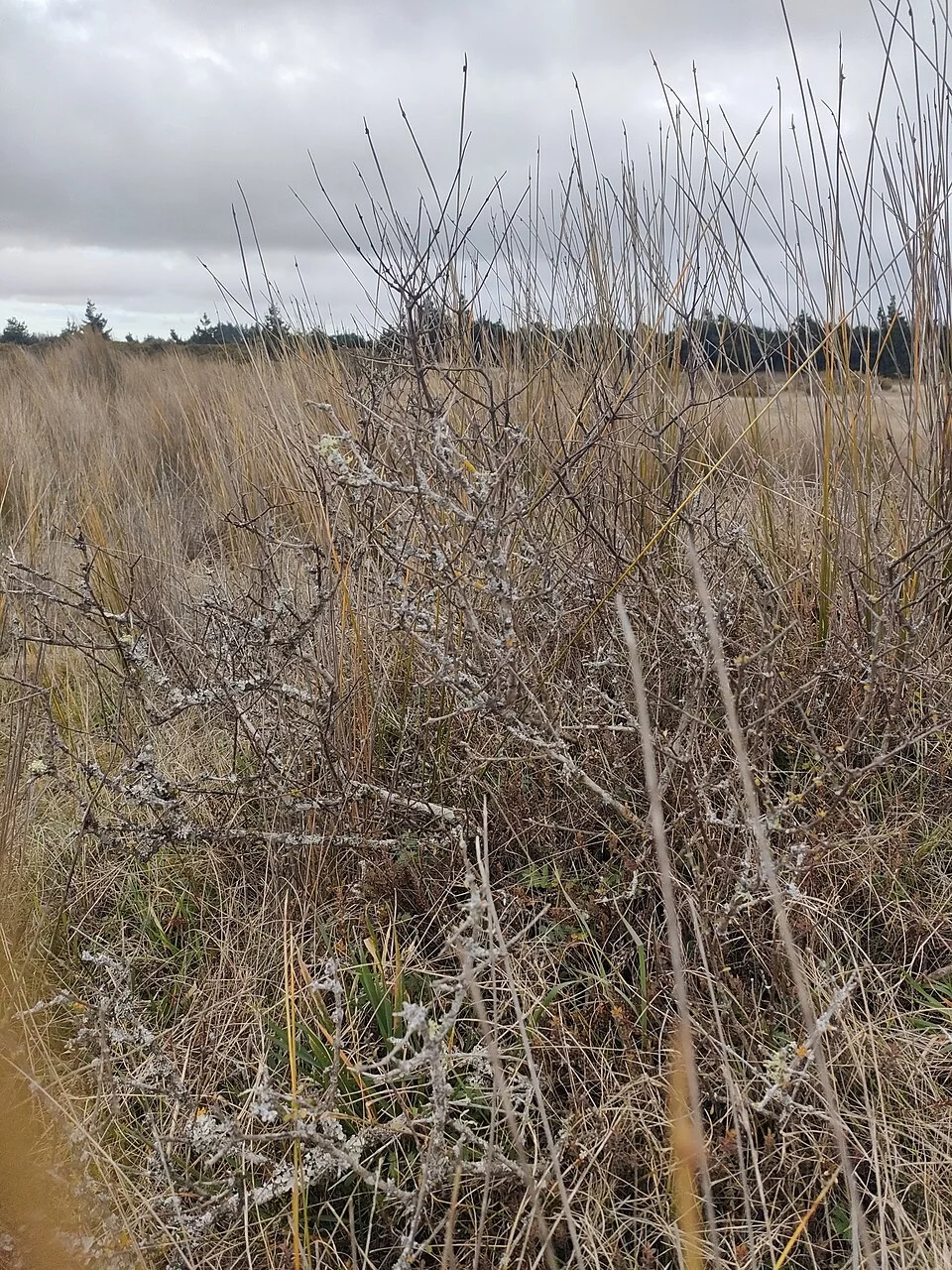 Dryland Tree Daisy (Olearia adenocarpa) hero image