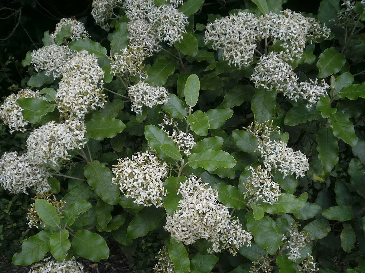 Coastal Tanguru (Olearia angulata)
