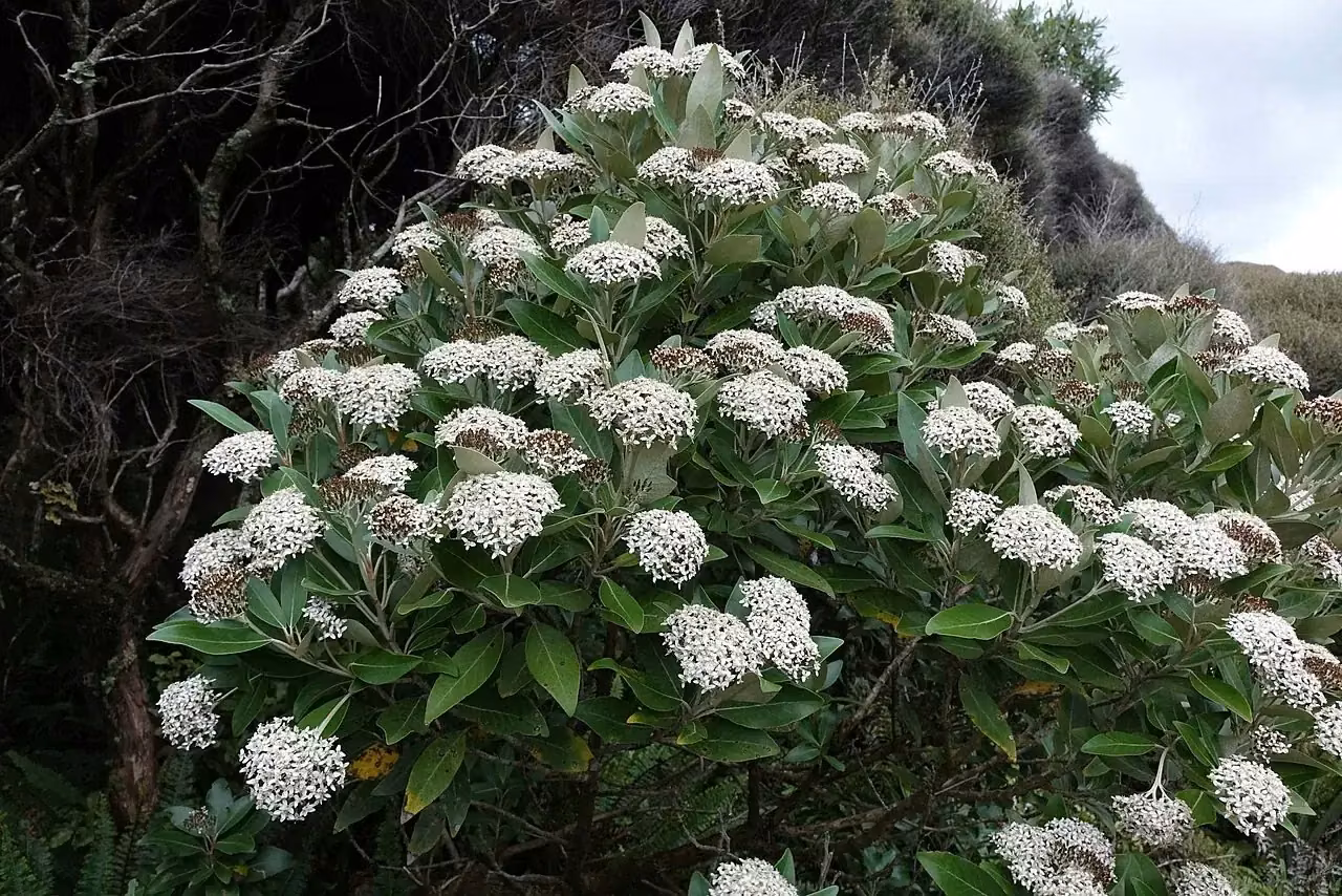 Mountain Akeake (Olearia avicenniifolia)