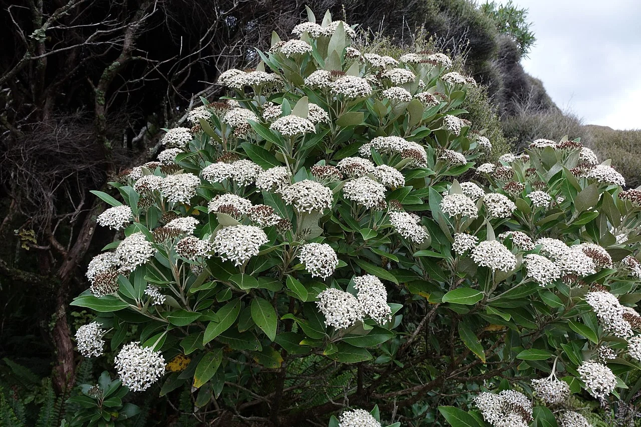 Mountain Akeake (Olearia avicenniifolia) showing its characteristic white daisy flowers and glossy leaves
