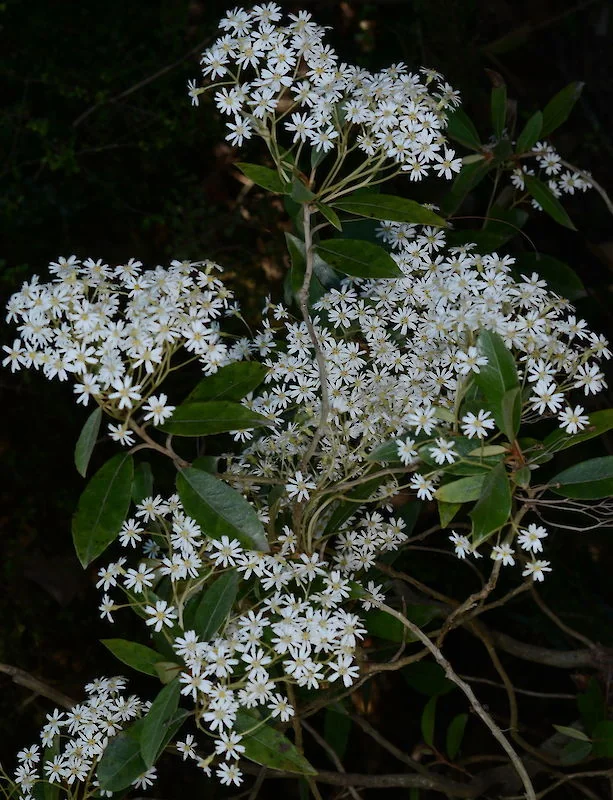 Cheeseman's Daisy (Olearia cheesemanii) showing abundant white daisy flowers and lance-shaped leaves