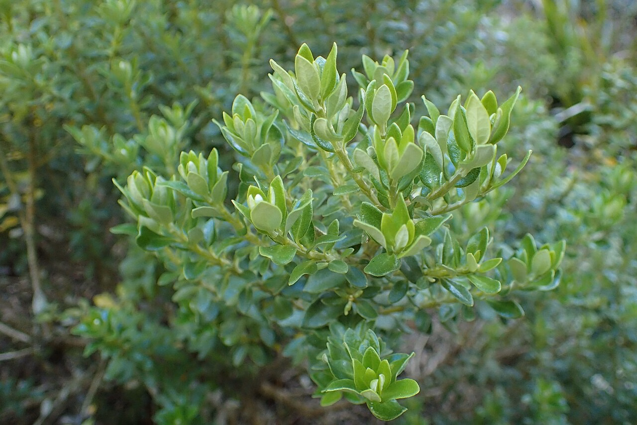 Olearia coriacea (Olearia coriacea)
