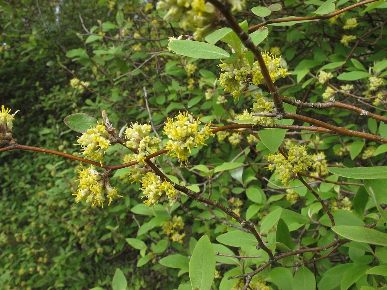 Fragrant Tree Daisy (Olearia fragrantissima)