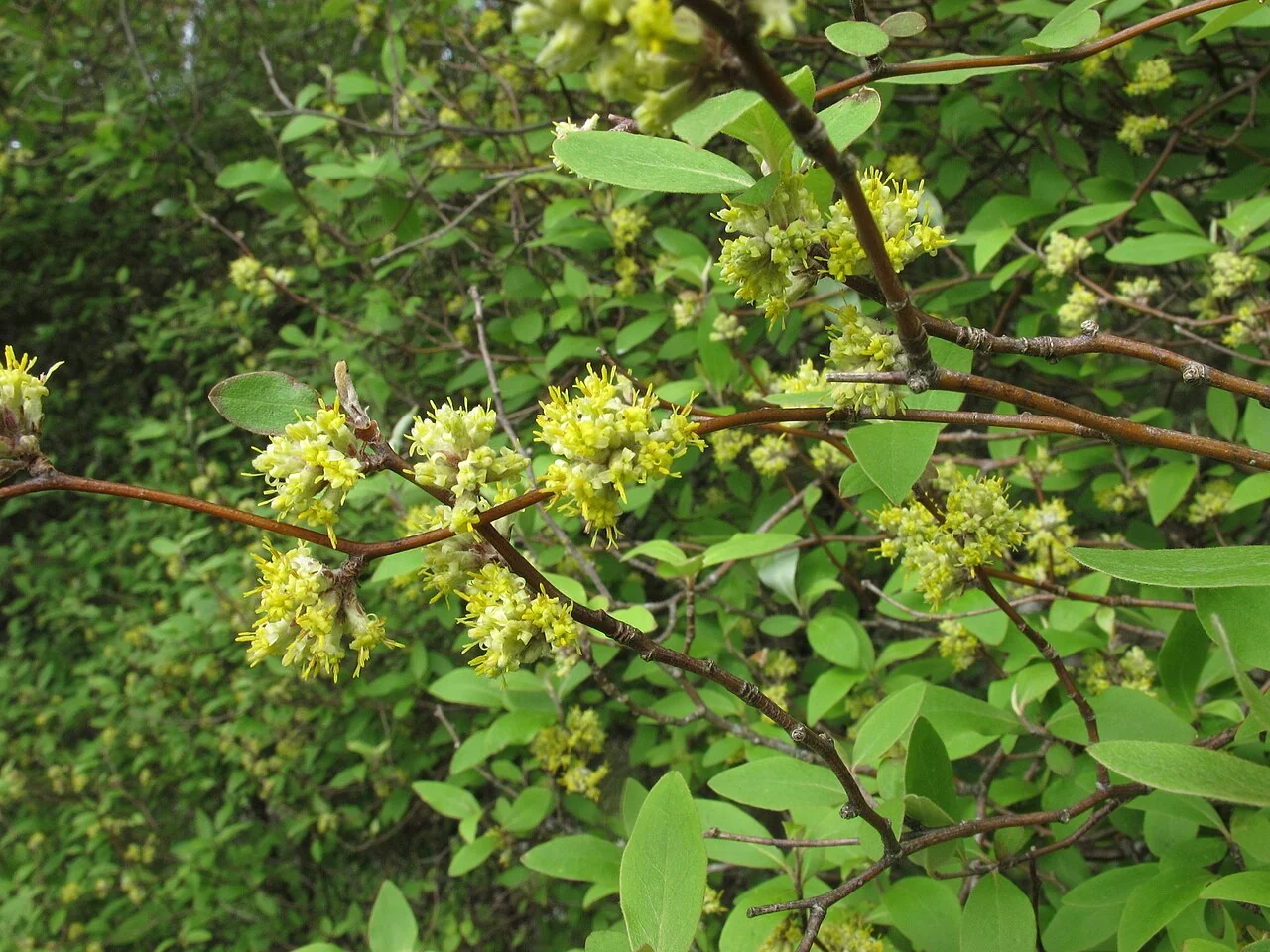Fragrant Tree Daisy (Olearia fragrantissima) showing its characteristic zigzag branches and small fragrant yellow flowers