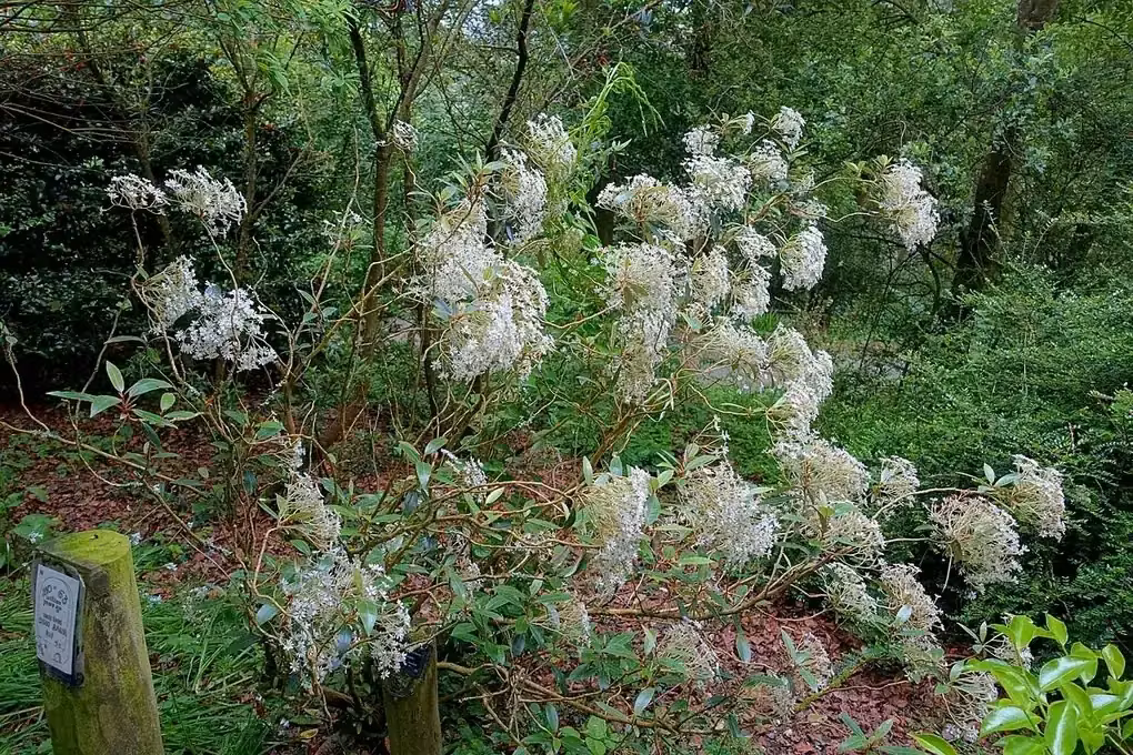 Akepiro (Olearia furfuracea)