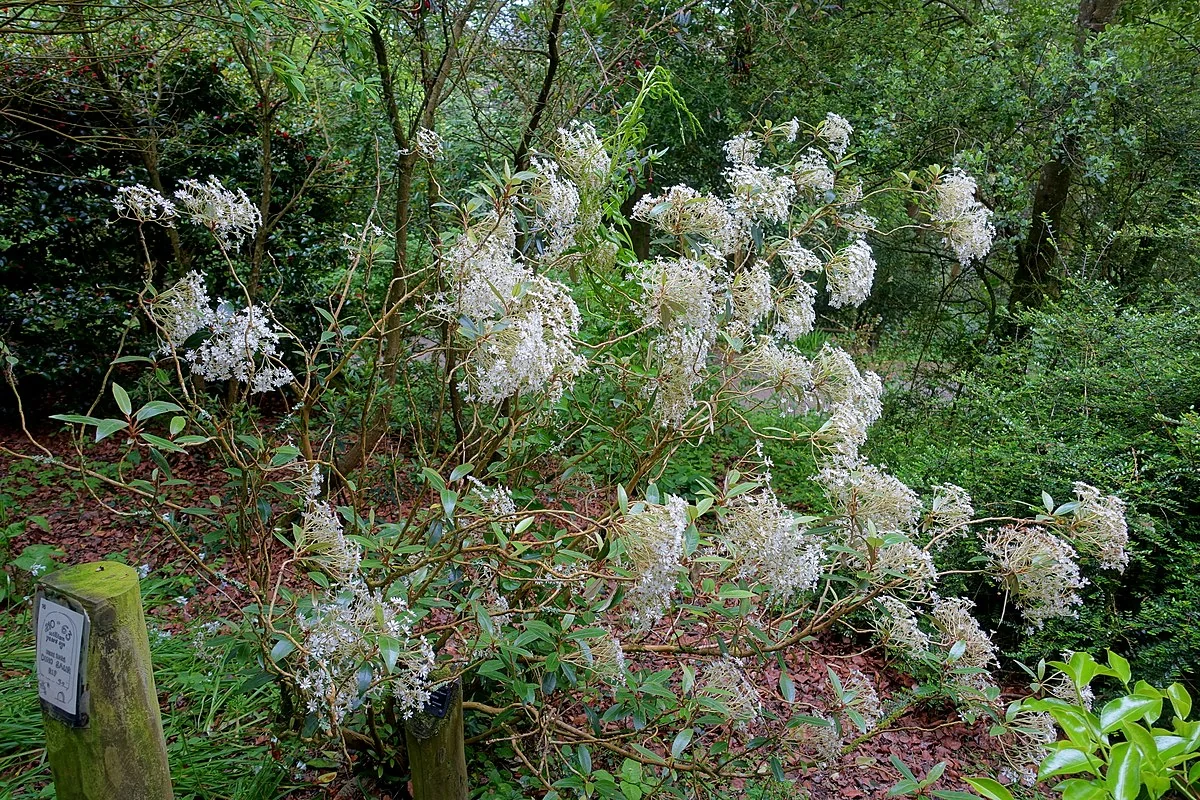 Olearia furfuracea foliage and branch structure