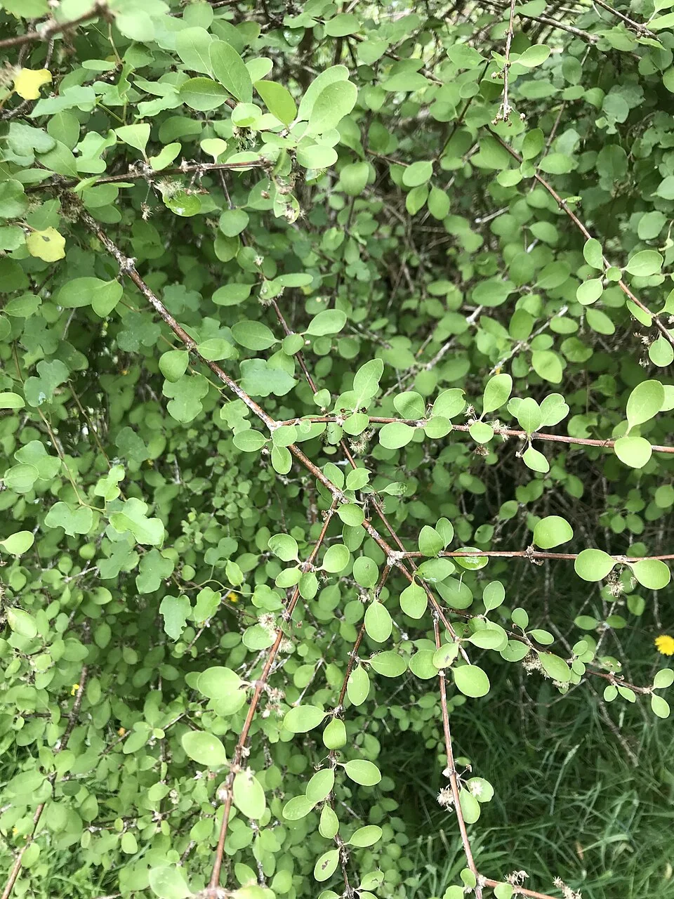 Olearia gardneri plant with narrow leaves and daisy heads